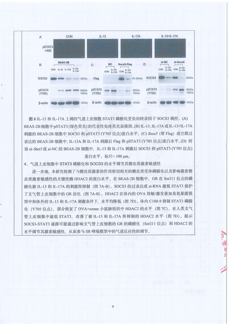 【盖章版】科研资助项目中期报告-STAT3 调控 IL-17A 在激素抵抗型哮喘气道高反应性中的作用及机制研究-上海市第一人民医院-张旻_08.png
